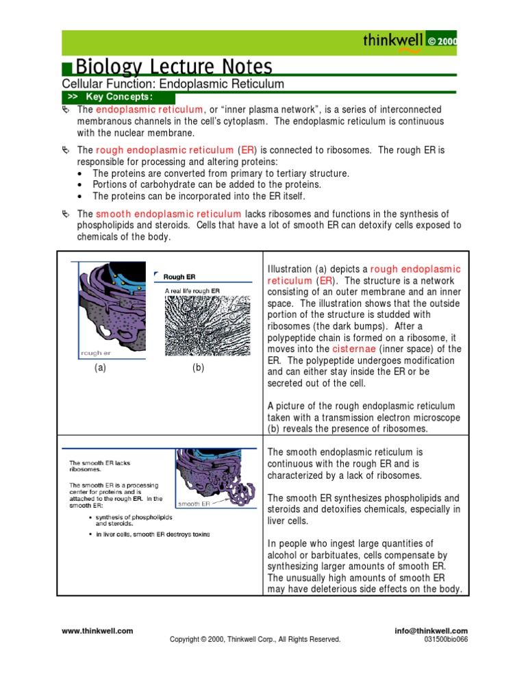 Cellular Function: Endoplasmic Reticulum | Endoplasmic Reticulum