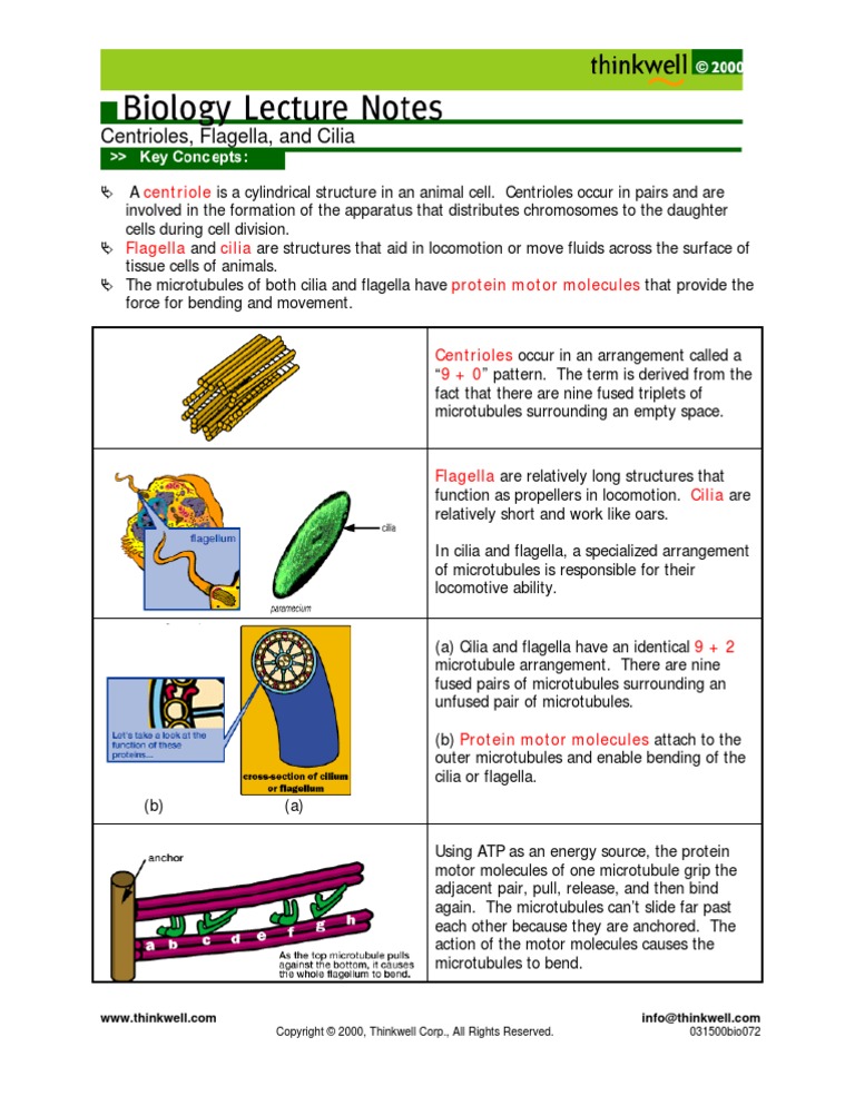 Bio Notes 3 3 2 Centriole Flagella Cilia Pdf Microtubule Cell Biology
