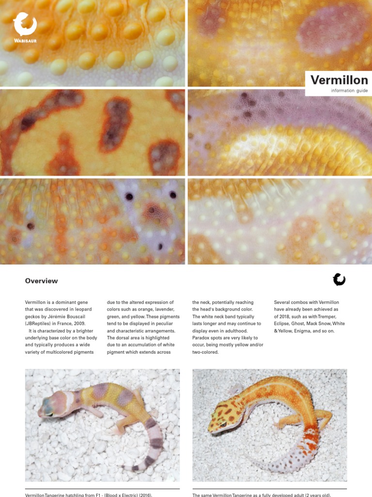 Vermillon Gene in Leopard Geckos | PDF | White | Pigment