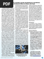 A mãe-da-lua-gigante, Nyctibius grandis (Nyctibiiformes