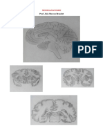 NEUROANATOMIE