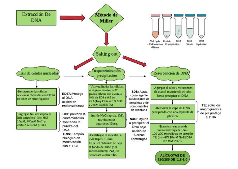 Método Miller | PDF | Bioquímica | Química