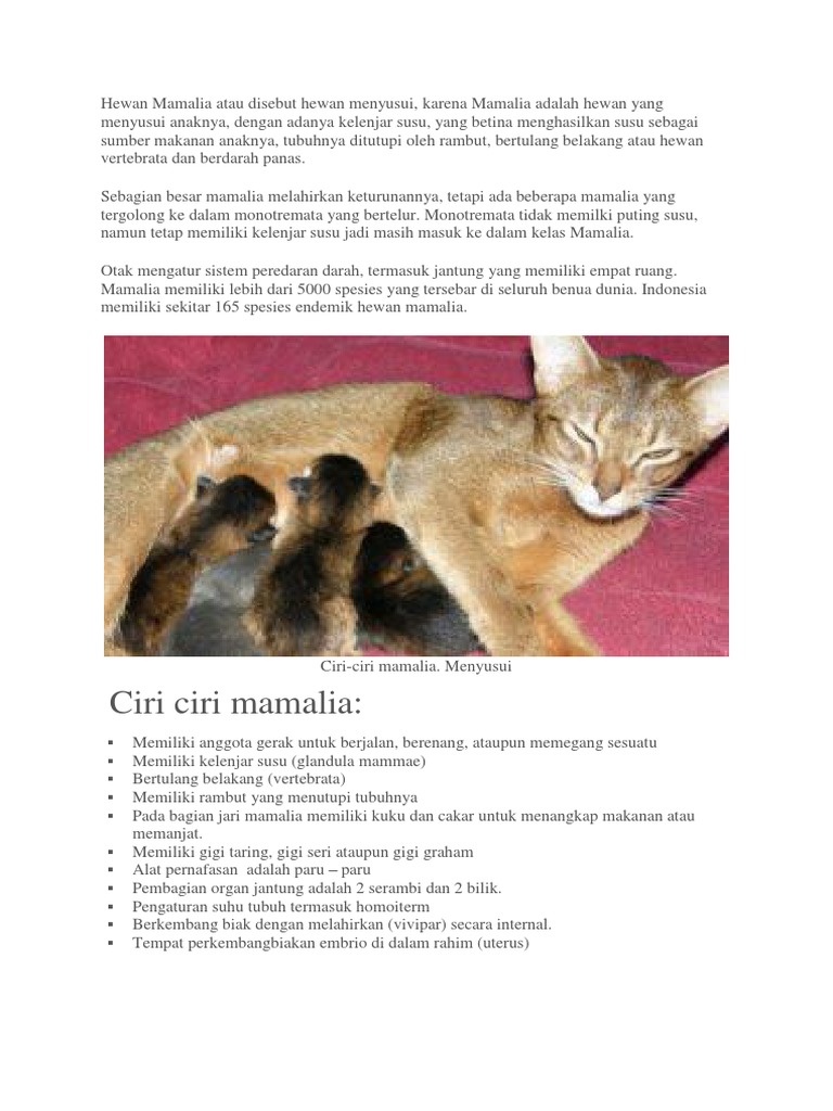 6400 Gambar Ciri-ciri Hewan Mamalia HD Terbaik