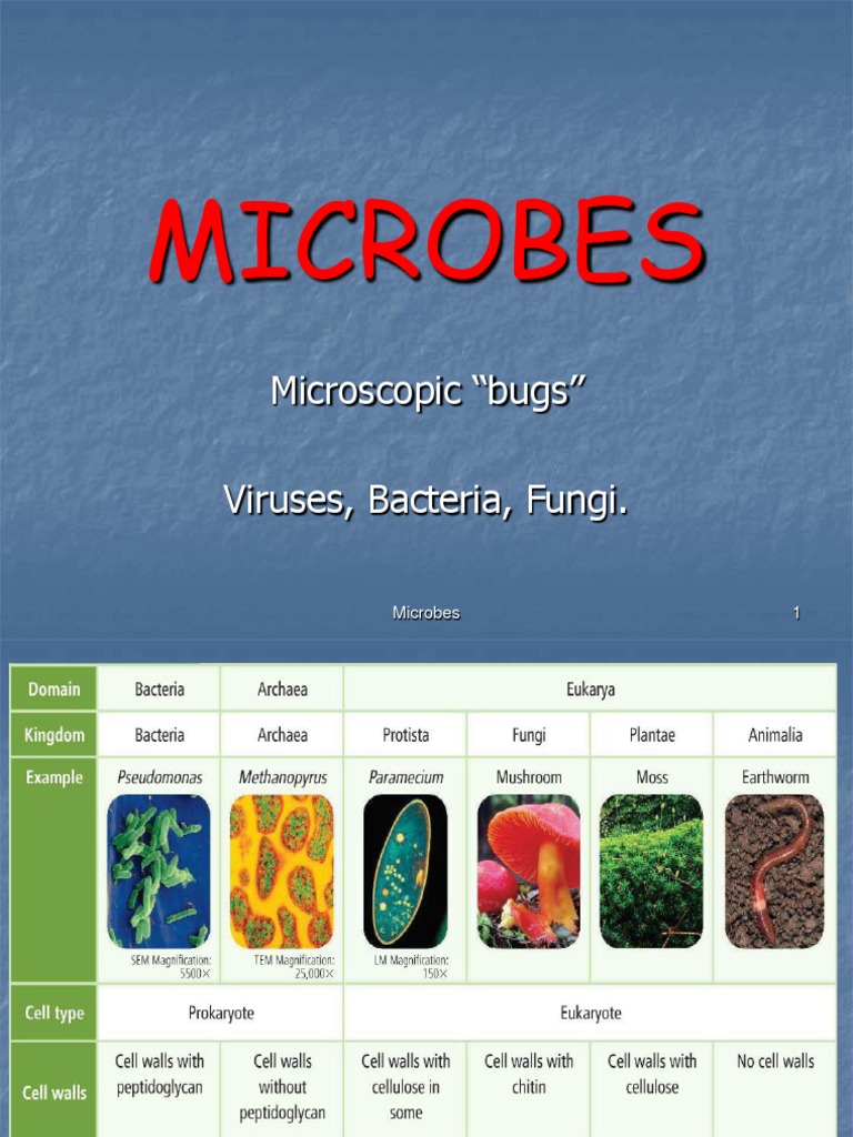 Microbes: Microscopic 
