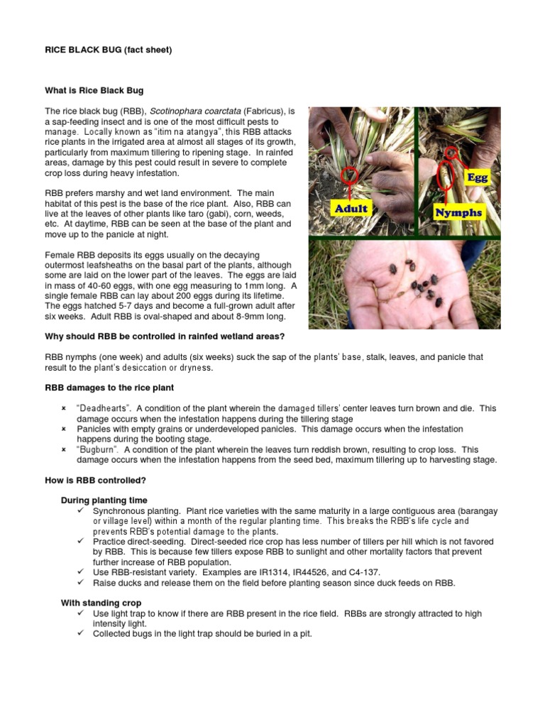 Managing Rice Black Bug Infestation | PDF | Rice | Insects
