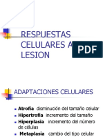 Adaptaciones Celulares