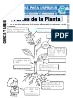 Ficha de Partes de La Planta para Segundo de Primaria