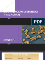 Clasificacion de Hongos