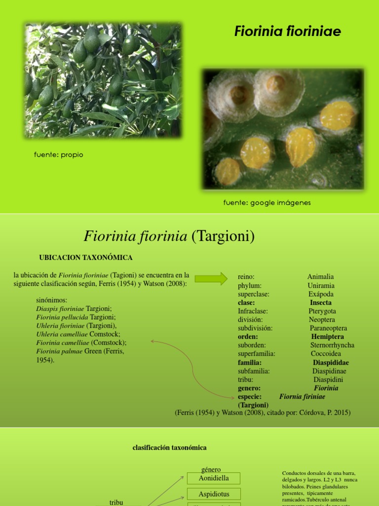 Fiorinia Fioriniae | PDF