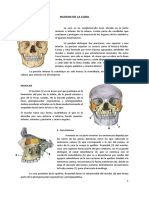 03. Osteología de Cara.pdf
