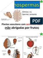 Gimnospermas: principais grupos e reprodução