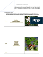 Informe Ii: Morfología Vegetal