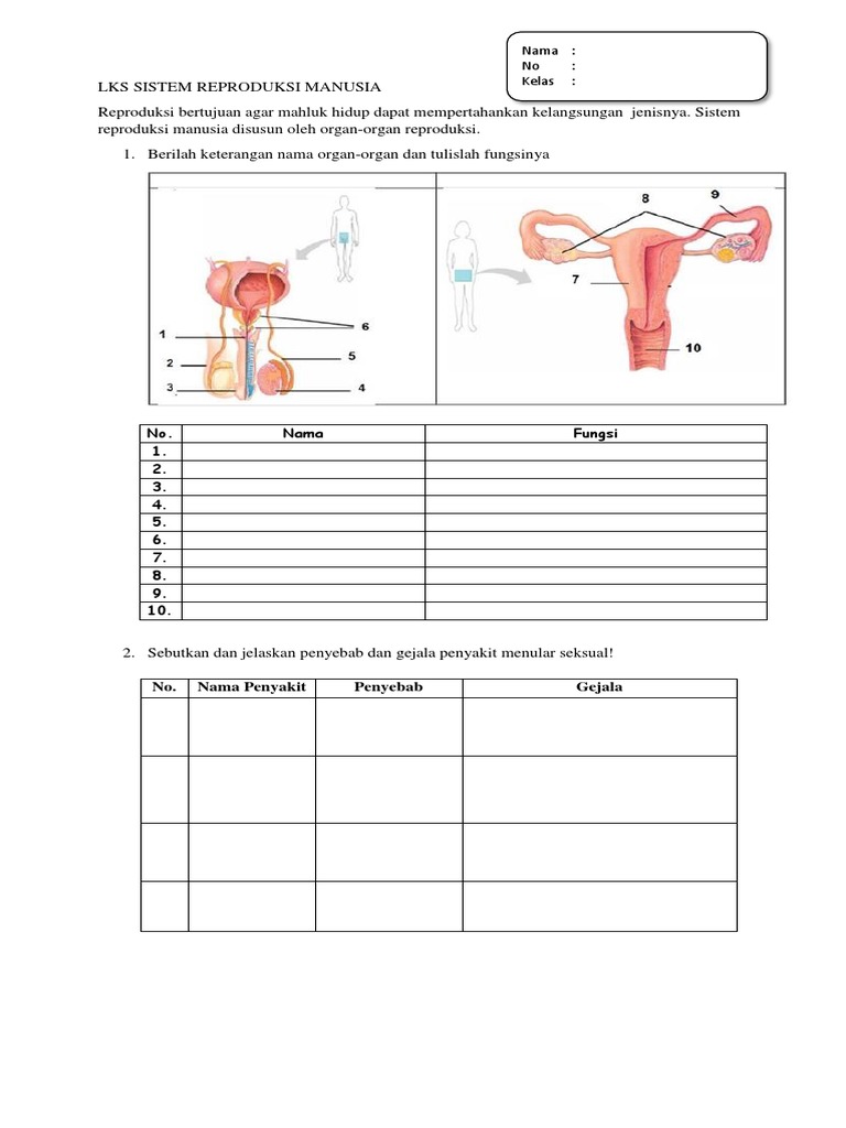 LKS Sistem Reproduksi Manusia | PDF