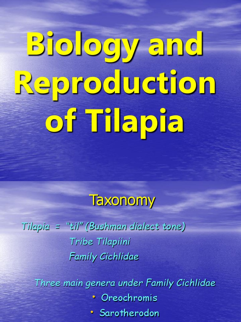 Biology and Reproduction of Tilapia PDF Spawn (Biology) Fish