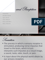Sensation and Perception Psychology