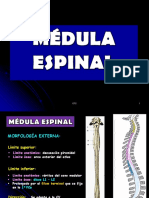7 - Médula Espinal