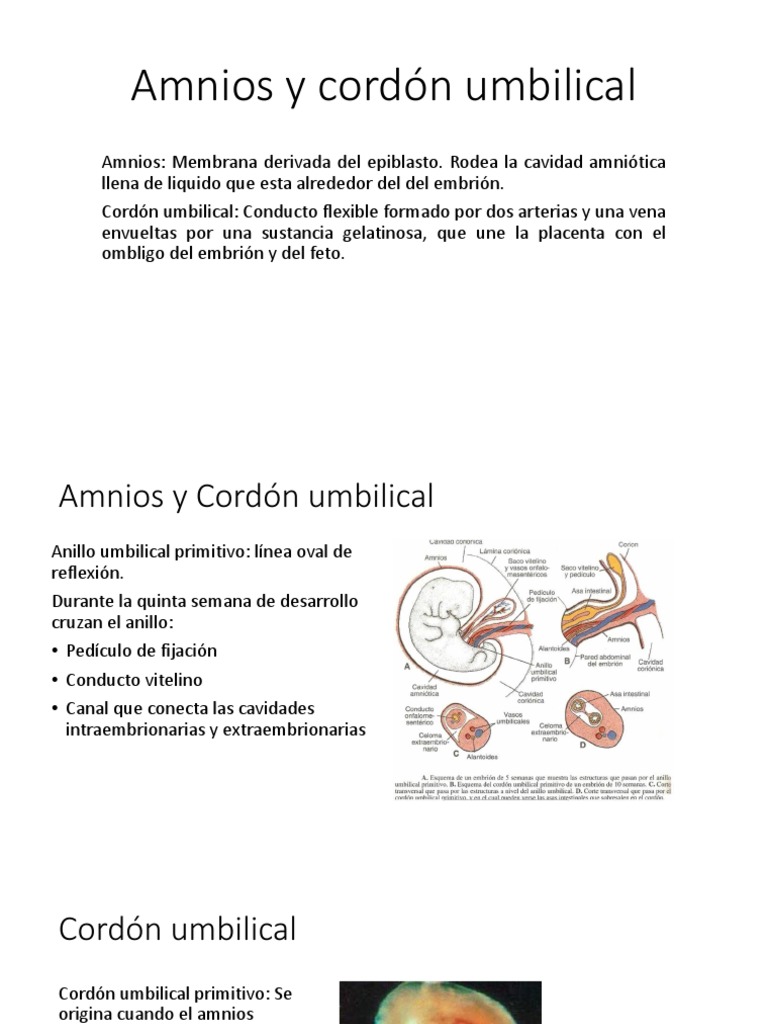 Amnios y Cord n Umbilical PDF Feto Biolog a del desarrollo