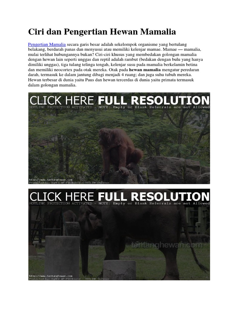 Ciri Dan Pengertian Hewan Mamalia