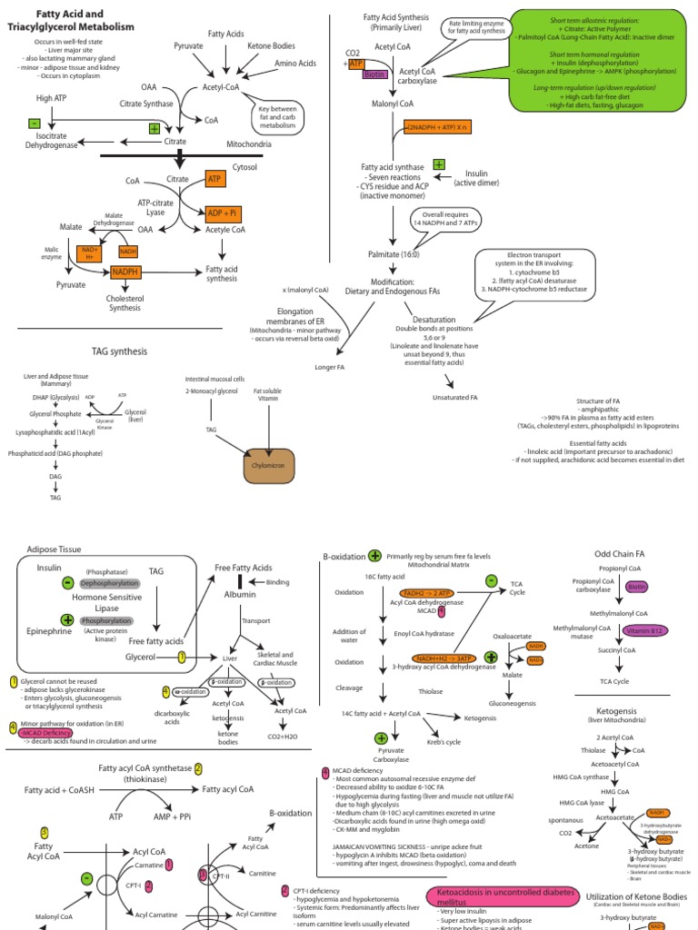 Fatty Acid and Cholesterol Metabolism | PDF | Cholesterol | Fatty Acid