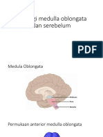 Fisiologi Serebellum Dan Medula Oblongata