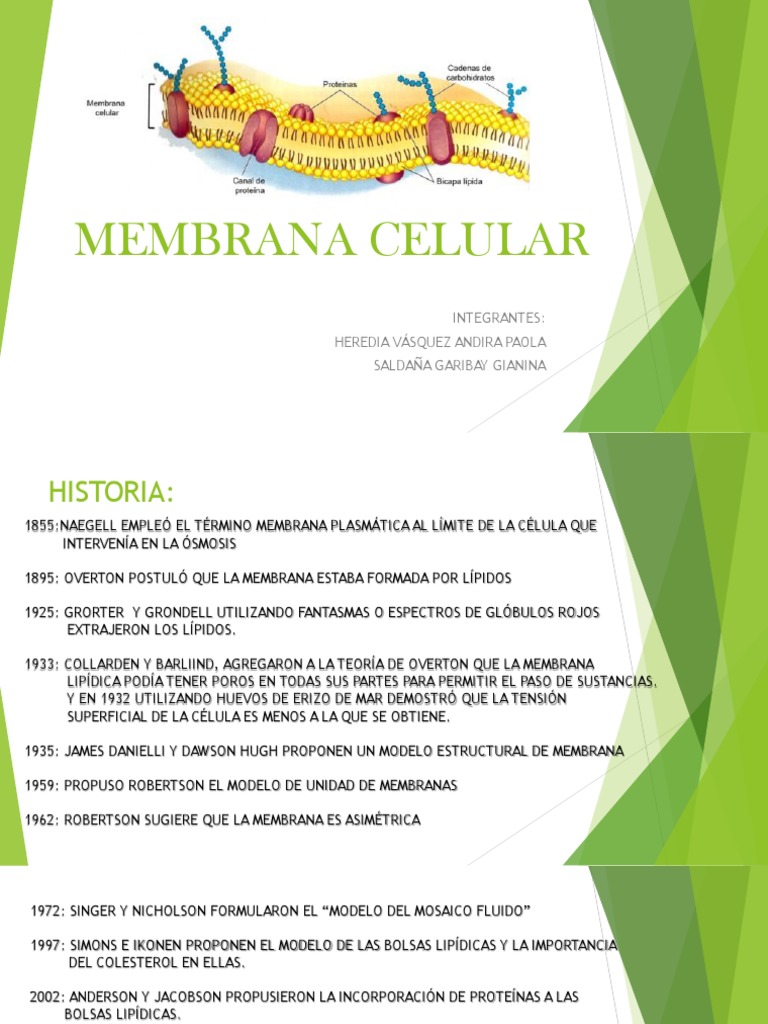 Funciones y Estructura de la Membrana Celular | PDF | Membrana celular ...