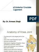 Anatomy of Anterior Cruciate Ligament