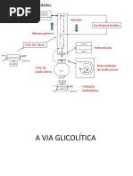 Aula 04 Glicolise