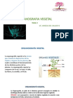 Organografia Vegetal