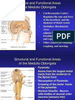 Structural and Functional Areas of The Brain