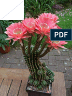 Amazingly Beautiful Cactus Flowers PDF