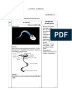 Laporan Referensi Urokordata