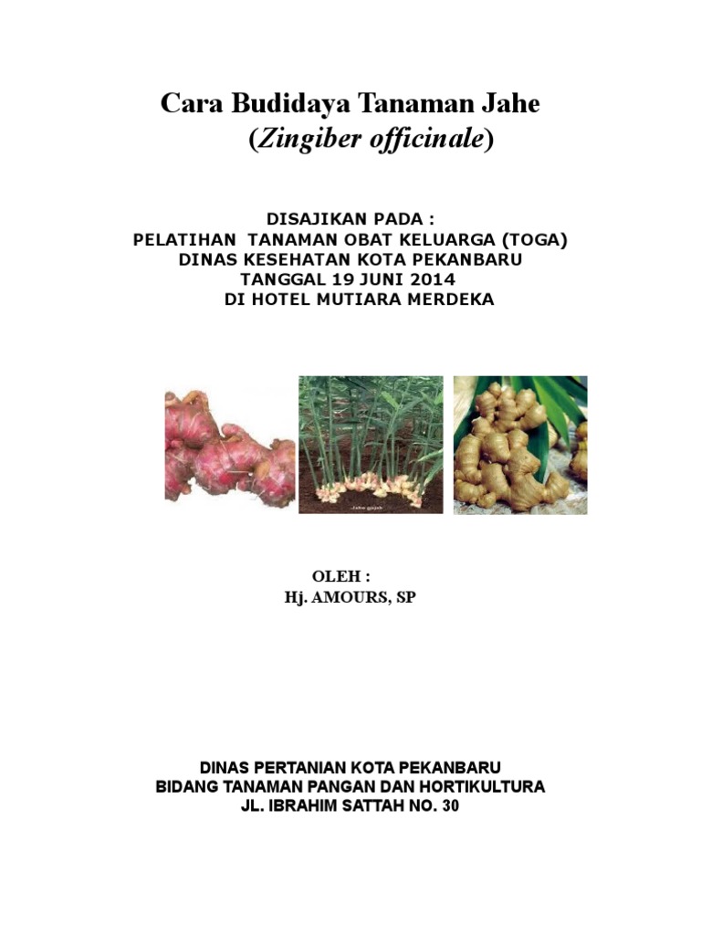 Pertumbuhan Tanaman  Temu Temuan Membutuhkan Tanah Yang 