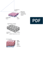 Epitel Pipih Selapis