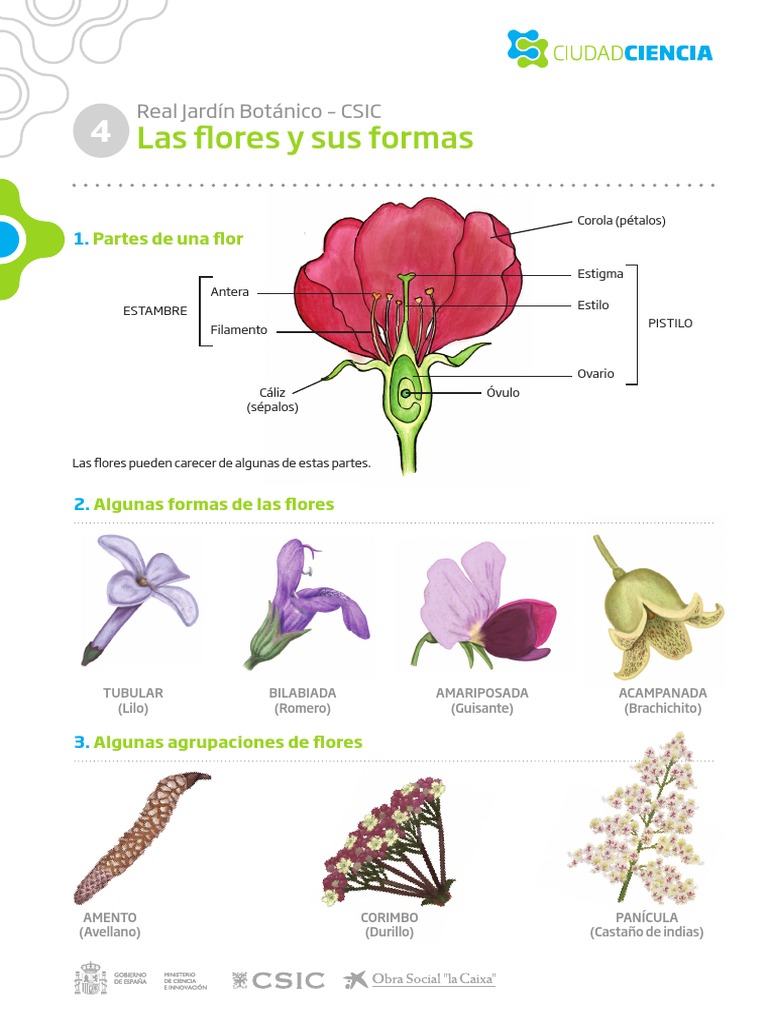 Formas y partes de las flores | PDF