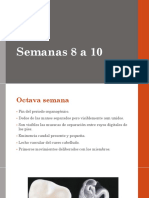 Semanas 8 A 10 Embriología