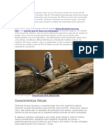 A mamba-negra, a cobra mais rápida e venenosa da África