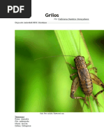 Grilos