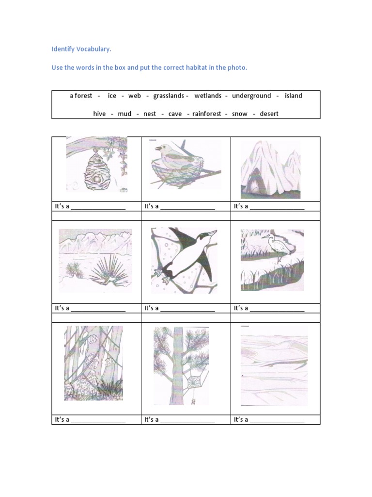 Inglés, ejercicios Animals habitats Bears Frog