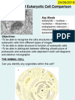 1.3-3a Prokaryotic and Eukaryotic Comparison