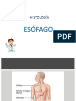 Histologia Esofago Estomago 