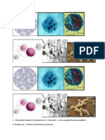 Plasmodium malarie 2.doc