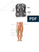 Anatomi Cabang Aorta Abdominal
