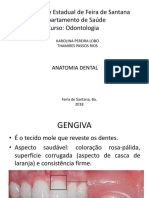 Anatomia Dental