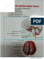 Anatomi SSP PDF