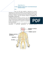 Practica #2 Reconocimiento Del Sistema Nervioso y Sus Principales Estructuras