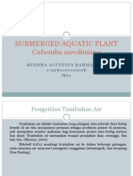 Submerged Aquatic Plant (Cabomba Caroliniana)
