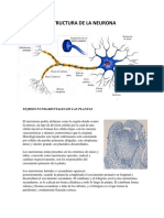 Estructura de La Neurona