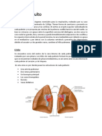 Pulmón Adulto