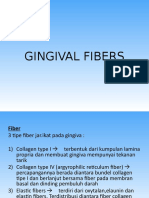 Gingival Fibers