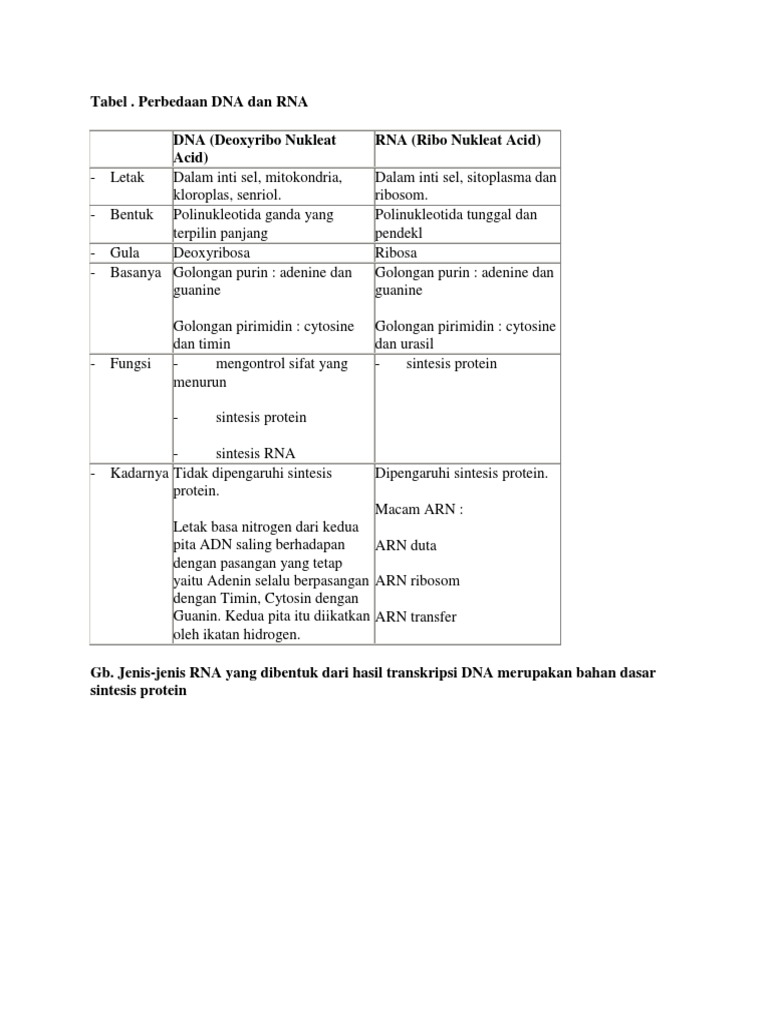 Perbedaan Dna Dan Rna Pdf
